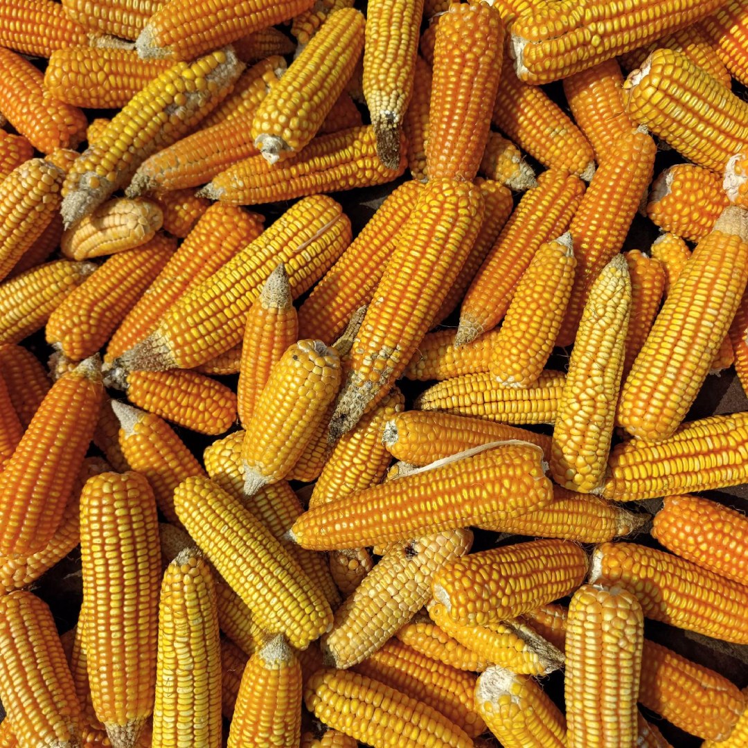 Maize