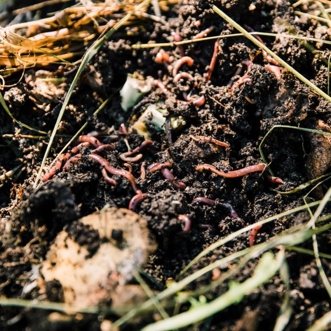 Vermi Compost