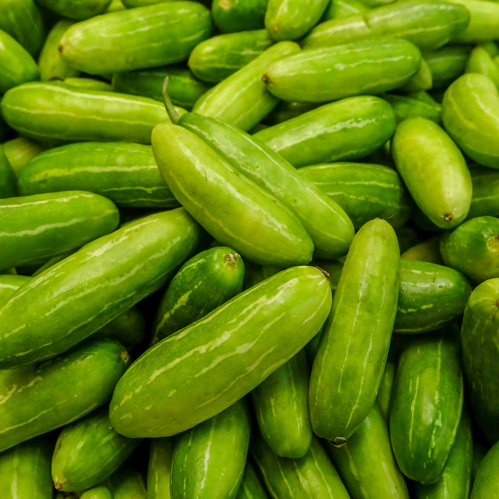Ivy Gourd (Kovakkai / Tindora)