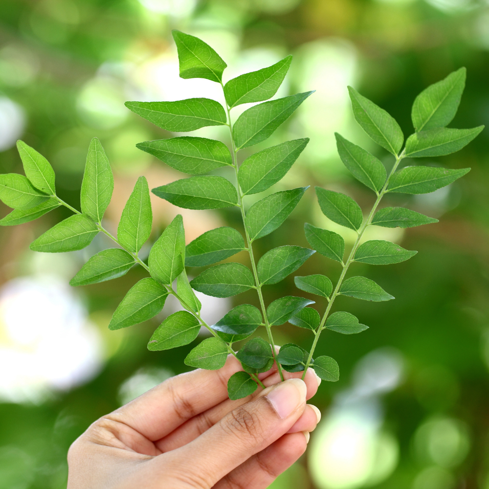 Curry Leaves
